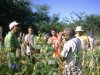 Agricultores em visita s unidades de produo de sorgo