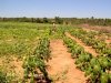 Visita  horta da comunidade Campos Dourados