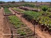 Visita  horta da comunidade Campos Dourados