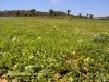 Visita  horta da comunidade Campos Dourados