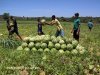 Visita  horta da comunidade Campos Dourados