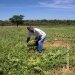 Visita  horta da comunidade Campos Dourados