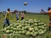 Visita  horta da comunidade Campos Dourados