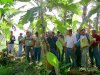 Curso de Fruticultura e Mandioca em Cruz das Almas-BA