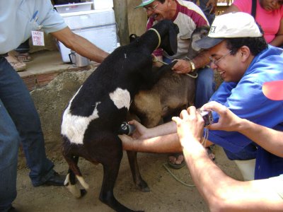 Curso capacitao caprinovinocultura