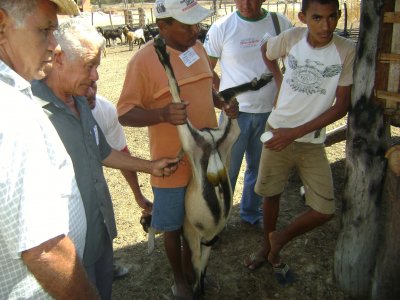 Castrao de caprino