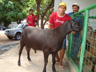 Projeto Cabra do Piau�