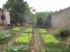 Projeto Horta na Escola: irrigao