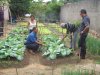 Projeto Horta na escola: tcnicos fazem acompanhamento