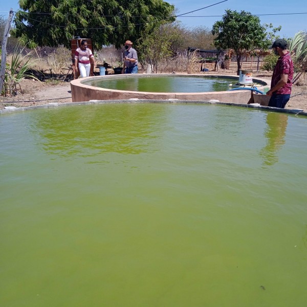 Avicultura, sisteminha, irrigao cursos na Expoapi