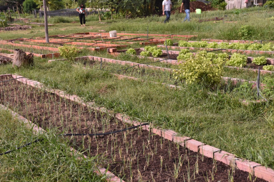 Visita ao campo horta Aves Verdes, em Teresina.